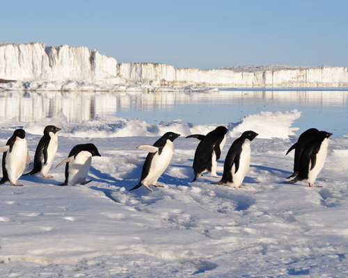 Picture of Penguins