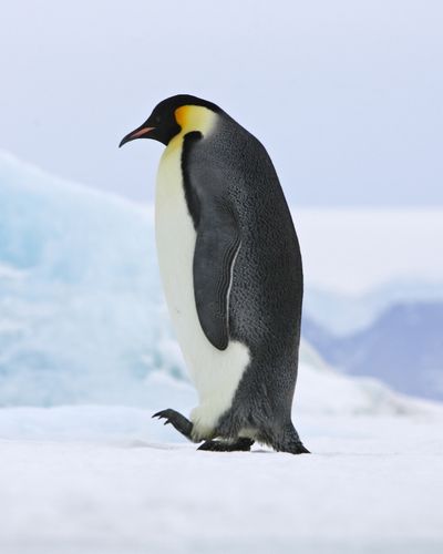 Picture of a Pinguin