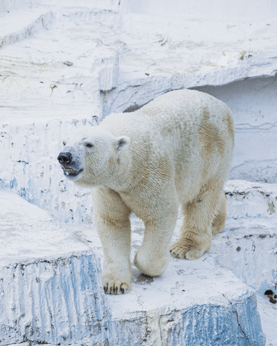 Picture of a polar bear