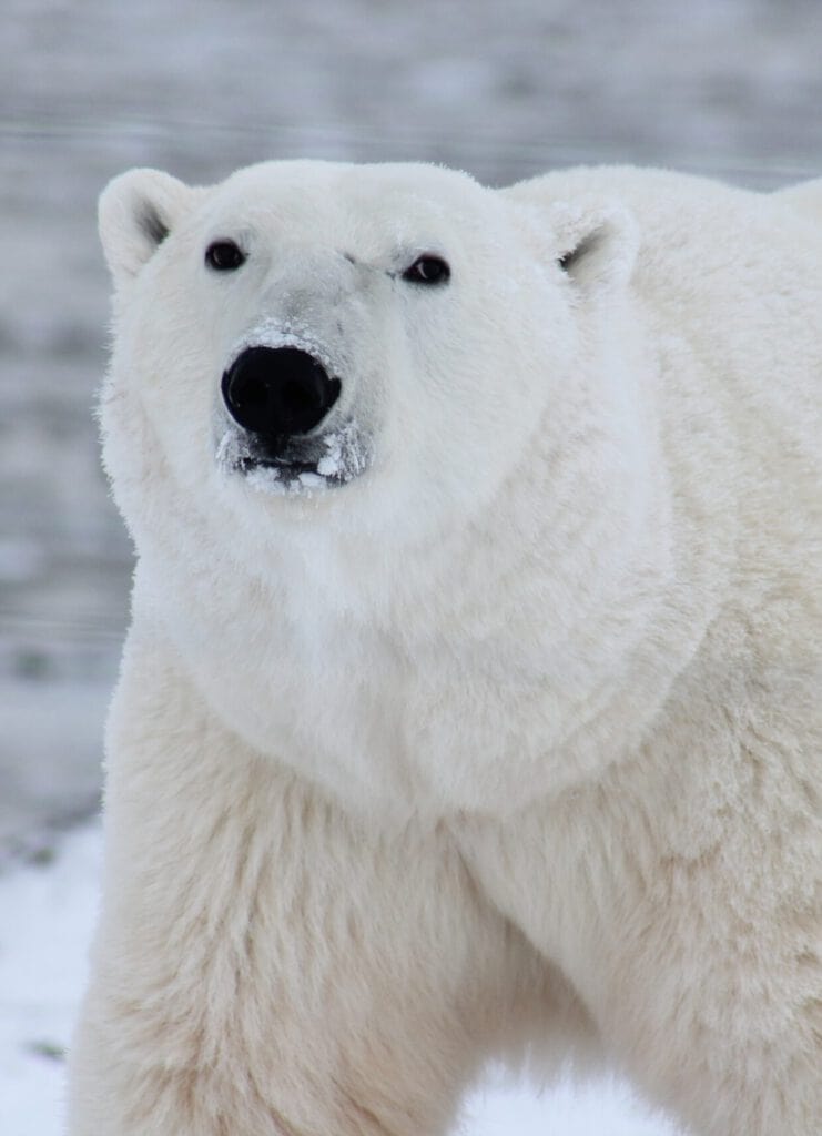Picture of a polar bear